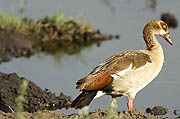 Egiptian Goose  Chobe